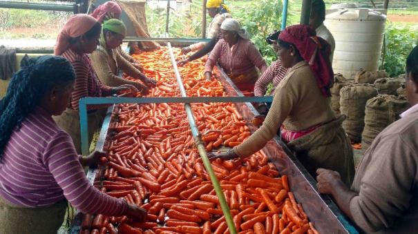 Carrot selected for food processing scheme in Nilgiris district