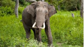 elephant-kills-forest-official-in-courtallam