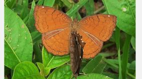 this-is-the-butterfly-period-corona-period-entertainment