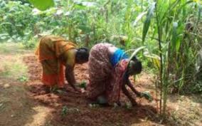 horticulture-department-announces-special-subsidy-for-women-farmers-to-boost-organic-farming