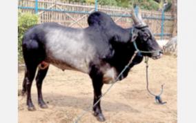 kangeyam-ox