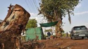 plant-10-trees-for-every-single-tree-felled-hc