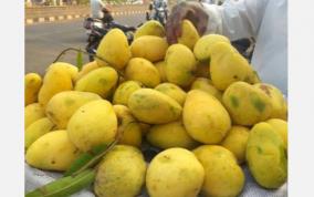 mango-farmers