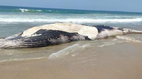 rare-species-blue-whale-washed-ashore-dead-at-valinokkam-in-ramanathapuram