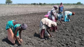 tutucorin-farmers-begin-sowing-of-makkacholam