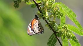 madurai-butterflies-throng-madurai