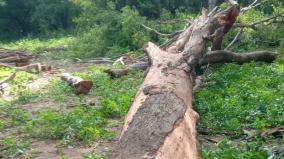 tree-smuggling-near-ambur