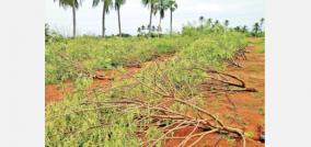 heavy-rain-at-dindigul