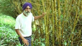 punjab-man-grows-bamboo-in-home