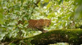 wildlife-poaching-case