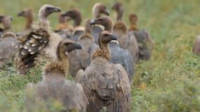 international-articles-awareness-day-special-article-low-flying-disease-fighting-rocks-how-are-we-going-to-protect-endangered-rocks