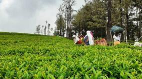 tea-farmers-happy-about-tea-rate