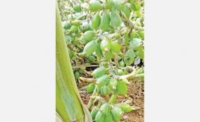 kerala-cardamom-gardens