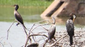 will-bird-sanctuary-be-set-up-in-madurai