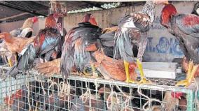 tenkassi-women-being-given-free-hens-or-rearing