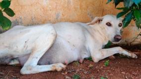 madurai-good-hearted-people-help-street-dog