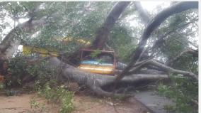 heavy-rain-in-kumari-the-oldest-leaning-palm-tree-in-the-lowlands-300-hectares-of-paddy-fields-submerged-in-rainwater