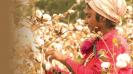 genetically-modified-cotton