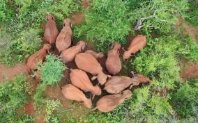 exciting-drone-pictures-save-the-elephants-or-divert-the-problem