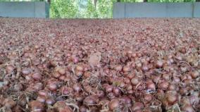 vilathikulam-farmers-gear-up-for-onion-cultivation