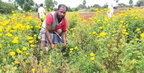sevanthi-flower-sales