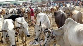 corporation-officials-banning-cattle-farmers-complain-to-nagercoil-commissioner