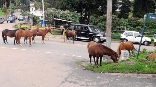 Horses roaming in ooty roads