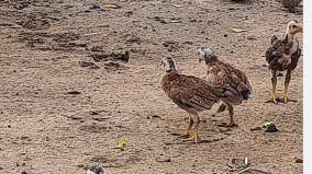 chickens-dying-of-white-spot-disease