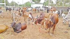 the-tamil-nadu-animal-husbandry-shepherd-welfare-rights-federation-has-demanded-that-the-tamil-nadu-government-immediately-set-up-a-livestock-pastoral-welfare-board