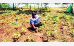 vegetable-garden