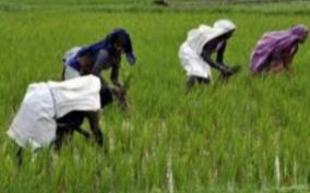 why-not-allow-people-in-farming-activities-under-narega-as-kerala-does-high-court-bench