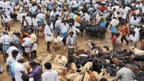 nellai-cattle-shandy-stopped