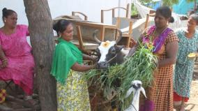 transgenders-raise-cows-to-meet-their-earnings