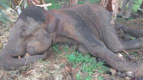 elephant-dies-in-western-ghats