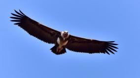 endangered-vultures-danger-to-humans-and-nature-researchers-warn