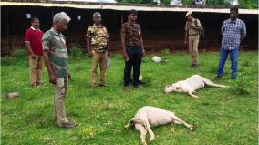 wild-animal-kills-6-goats-forest-officials-search-for-the-predator