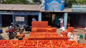 tomato-prices-come-down-farmers-face-loss