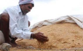 government-agrees-to-procure-paddy-with-17-wetness
