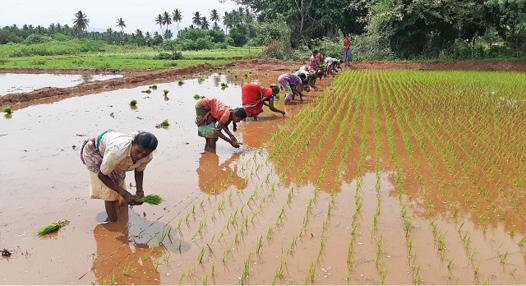 Northeast monsoon