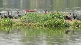 will-bird-sanctuary-opened-in-nayinarkulam