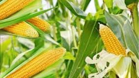 high-prices-for-corn-from-november-to-january-available-at-rs-1-400-1-600-agriculture-university-notice