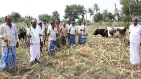 dindigul-ne-monsoon-misses-early-start-farmers-in-distress