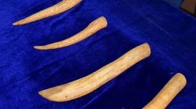 tutucorin-2-arrested-for-smuggling-ivory-tusks