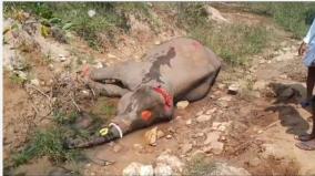 baby-elephant-rescued-from-forest-ditch-near-hosur-forest-department-probe