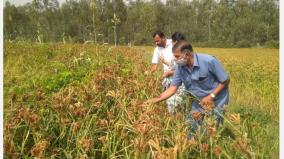 rainfed-cashew-production-doubles-in-hosur-due-to-southwest-monsoon-farmers-happy