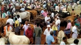 dindigul-cattle-shandy