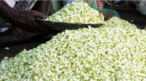 madurai-jasmine-price-soars-high-due-to-diwali-season