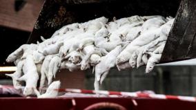 over-10-million-danish-mink-are-slaughtered-as-farms-shut-down