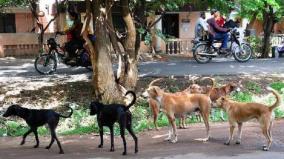 madurai-stray-dog-issue