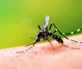 dengue-symptoms-in-salem